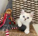 Gatinho Scottish Straight