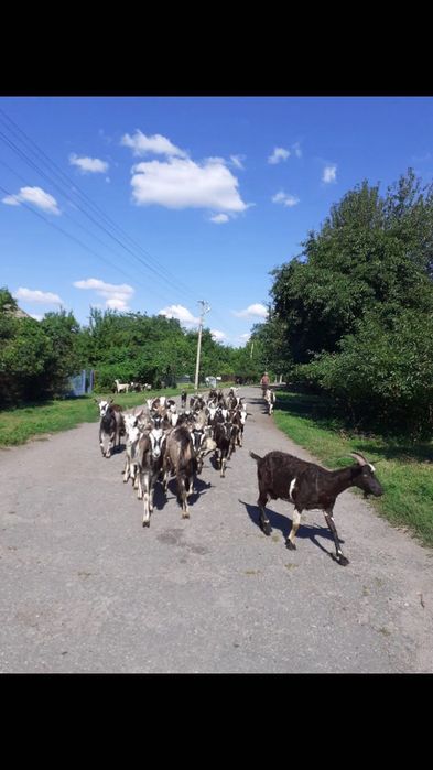 Коза, козинята, домашні