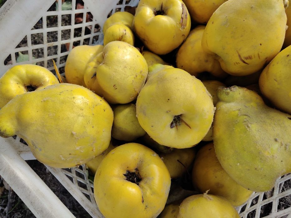 Pigwa gruszkowa 8 zł za kg