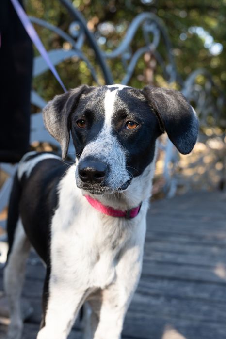 Кетті  метис поінтера шукає сім'ю