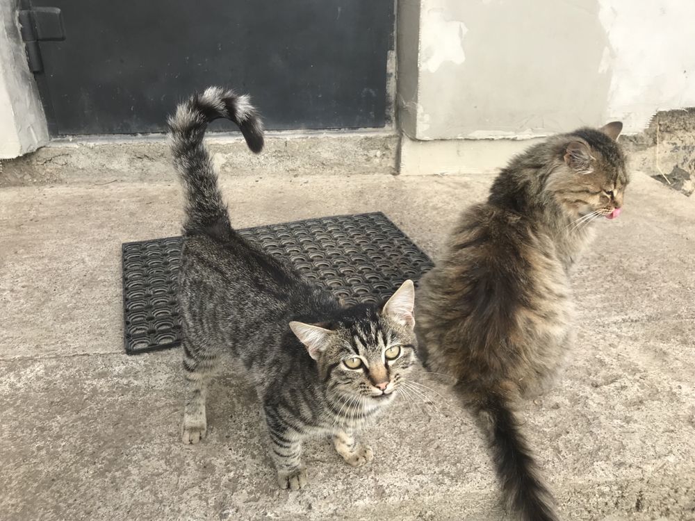 Гарненький котик в добрі руки