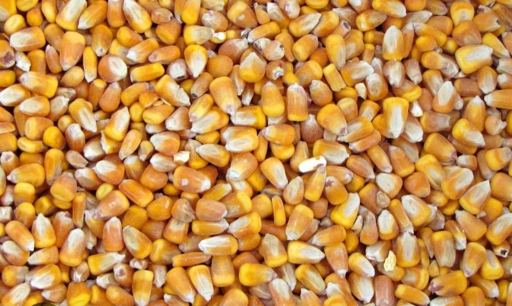 Pszenica Kukurydza workowana