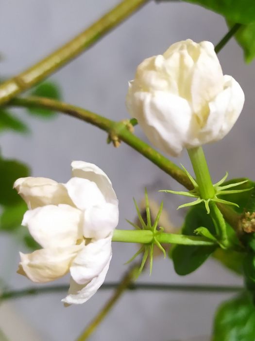 Жасмін Арабські Лицарі