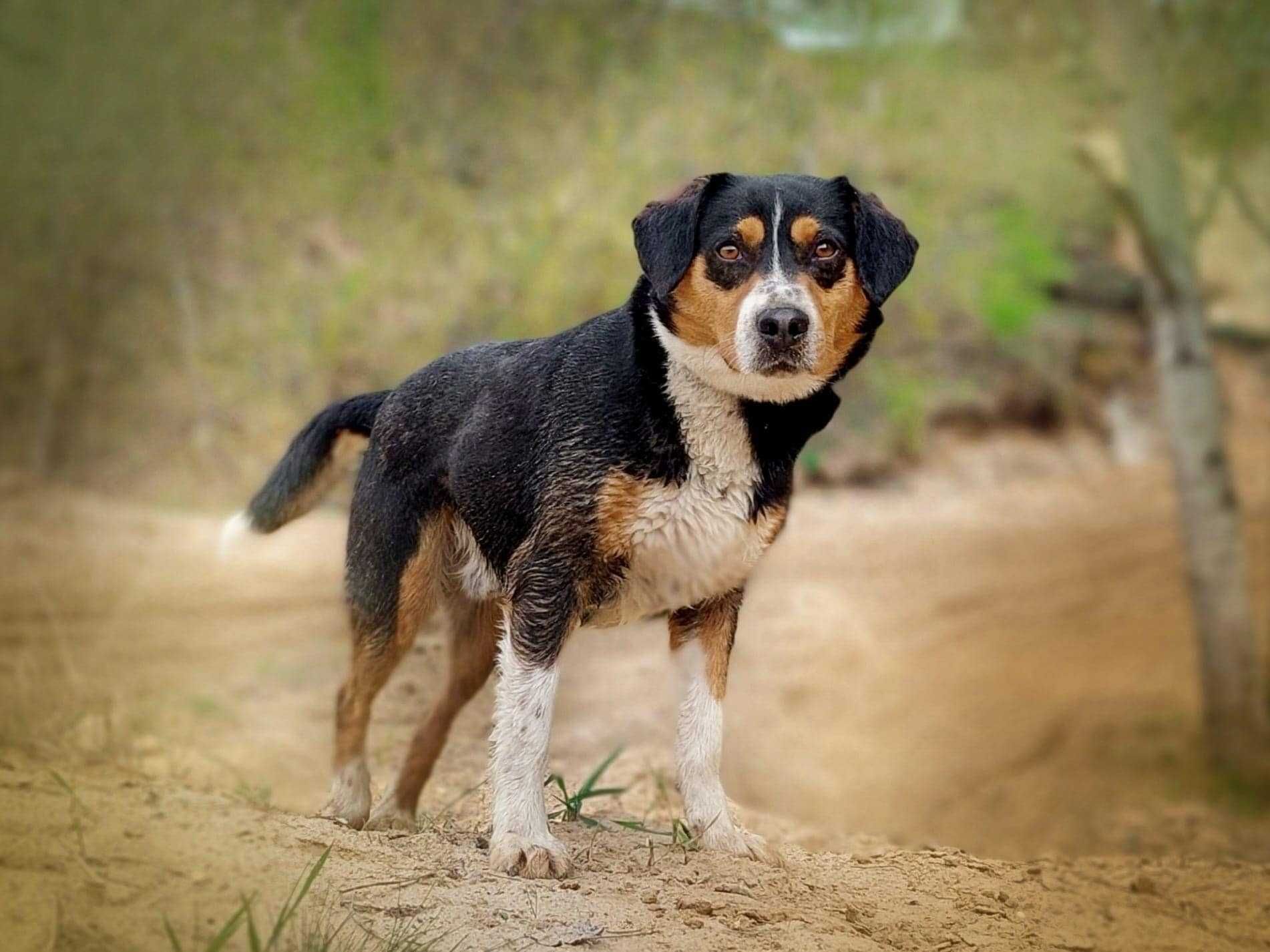 SOBAT - mądry psiak w typie Entlebucher poleca się do adopcji