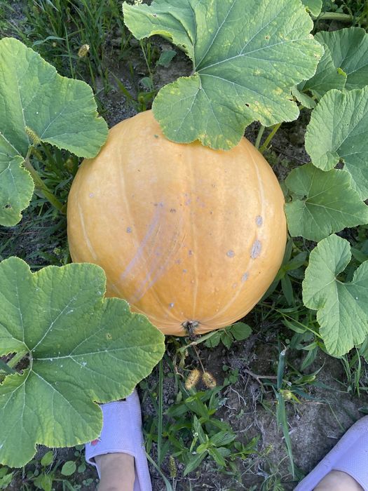 Гарбузи на корм!!