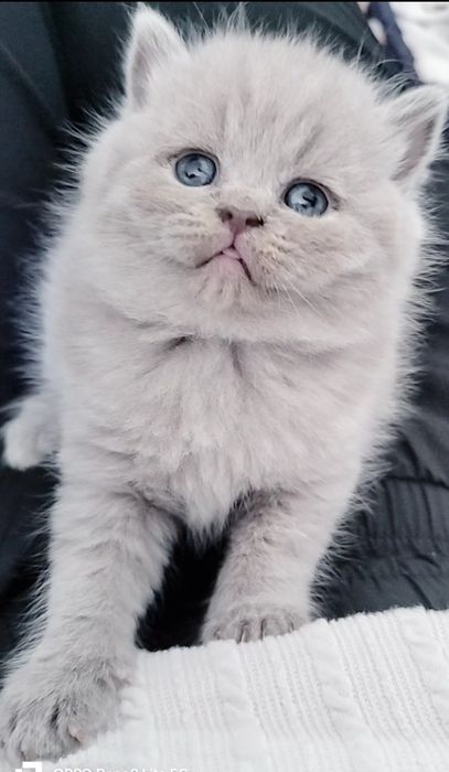FEMEA British Shorthair lilac