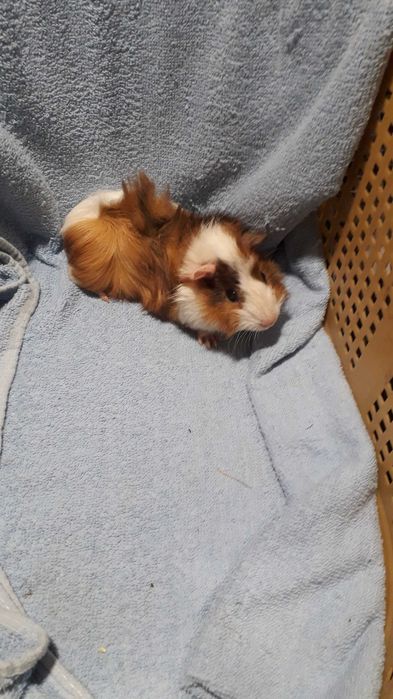 Морські свинки, розетки.