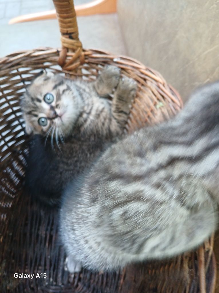Віддам котиків в добрі руки