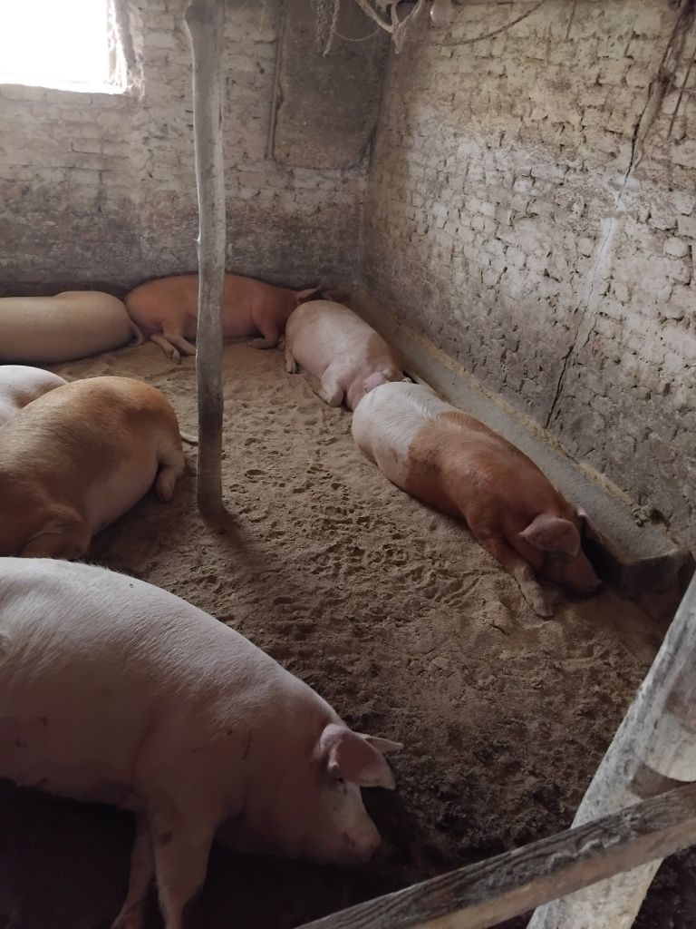 Продам свиней живой вагою