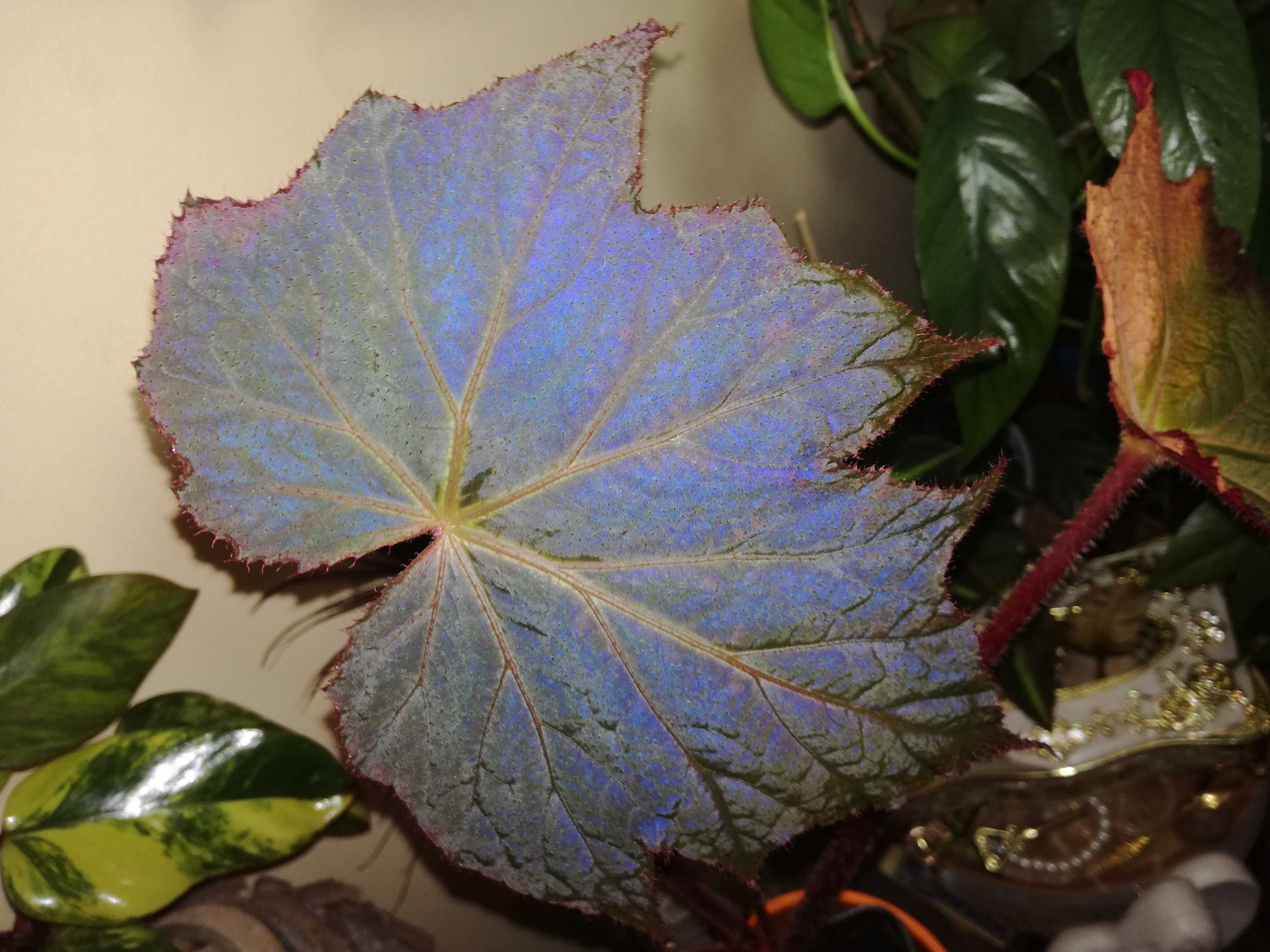 Begonia Harvest Moon - Moonshine variegata blue monstera philodendron