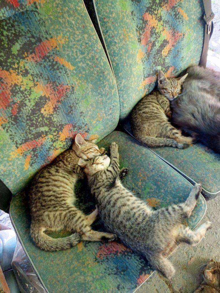 Віддам котиків в гарні руки