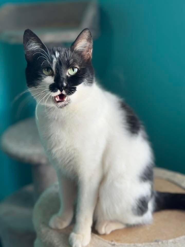 Perelka do adopcji szuka domu