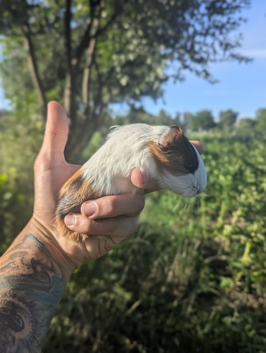 Морські свинки маленькі