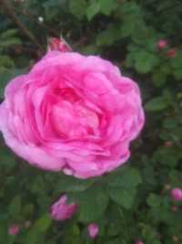 пелюсткы розы чайной