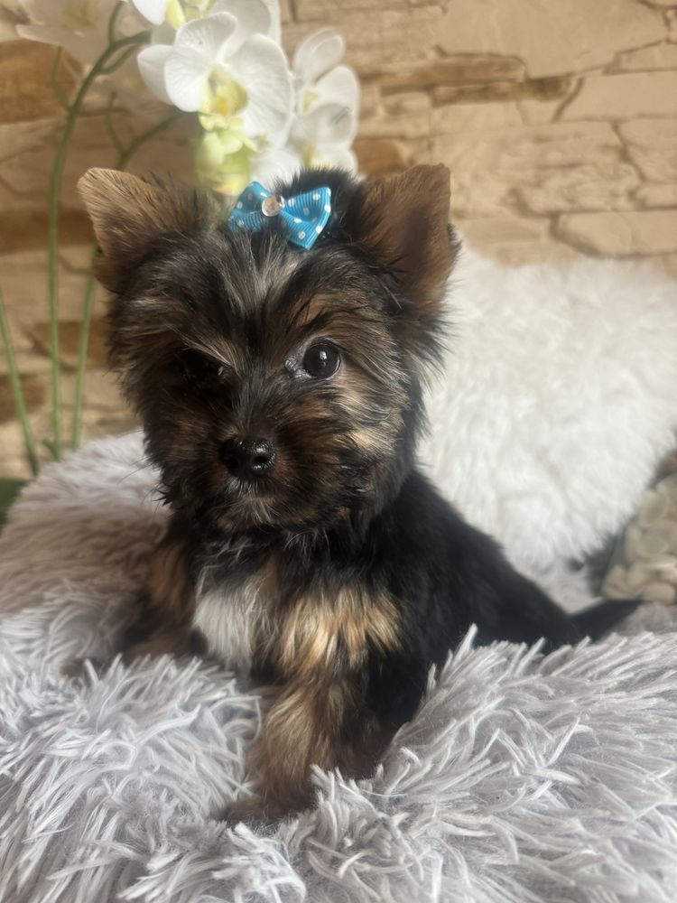 Yorkshire terrier piesek