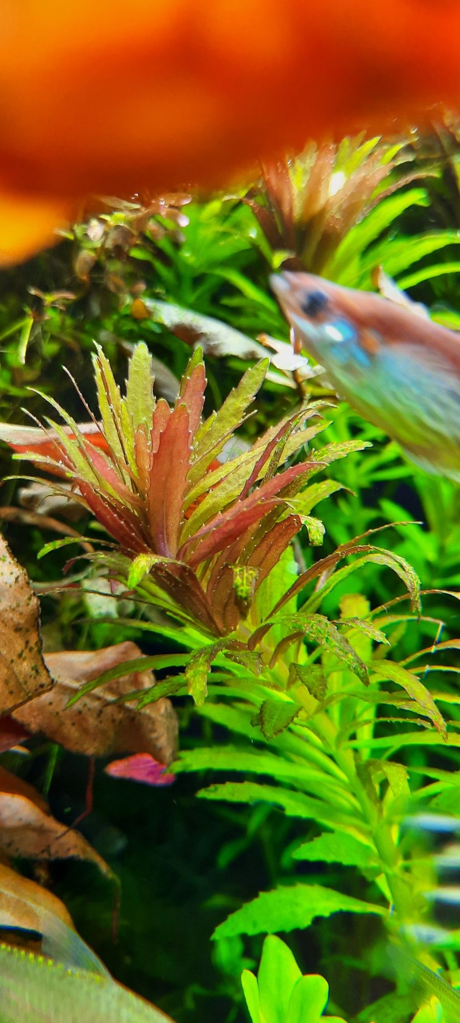 Limnophilia aromatica roślina akwarystyczna