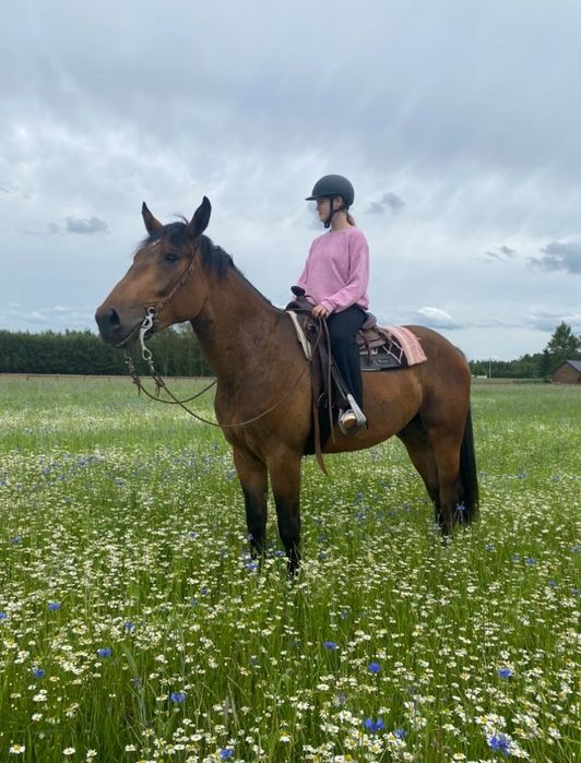 Wałach w typie Ślązaka