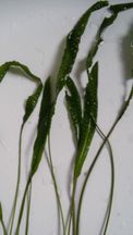 Cryptocoryne, Kryptokoryna, roślina akwariowa duża