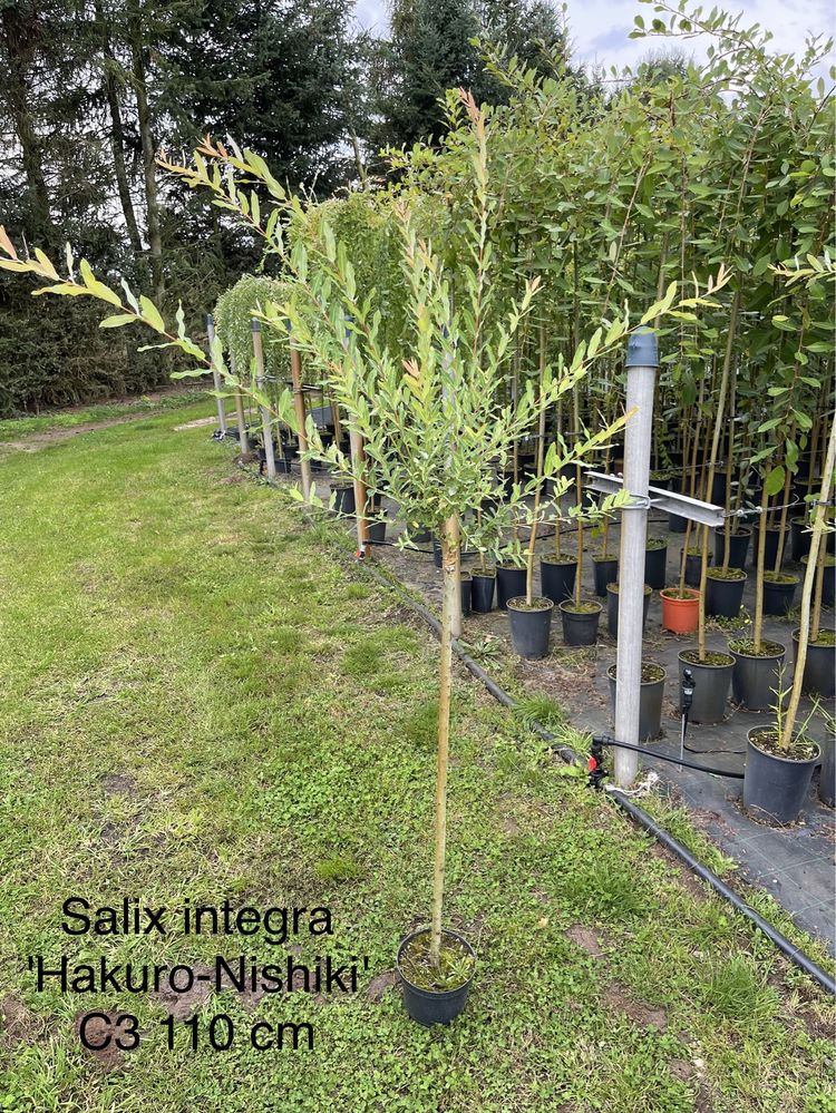 Szczepione wierzby - Hakuro nishiki, Pendula, Kilmarnock