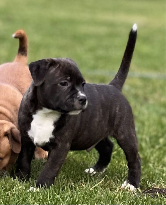 Staffik - Staffordshire Bull Terrier szczenię