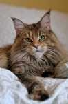 Przepiękna pohodowlana kotka Maine Coon