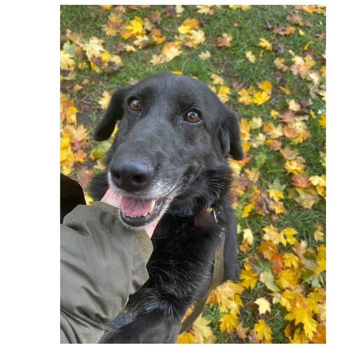 Активная собака в добрые руки