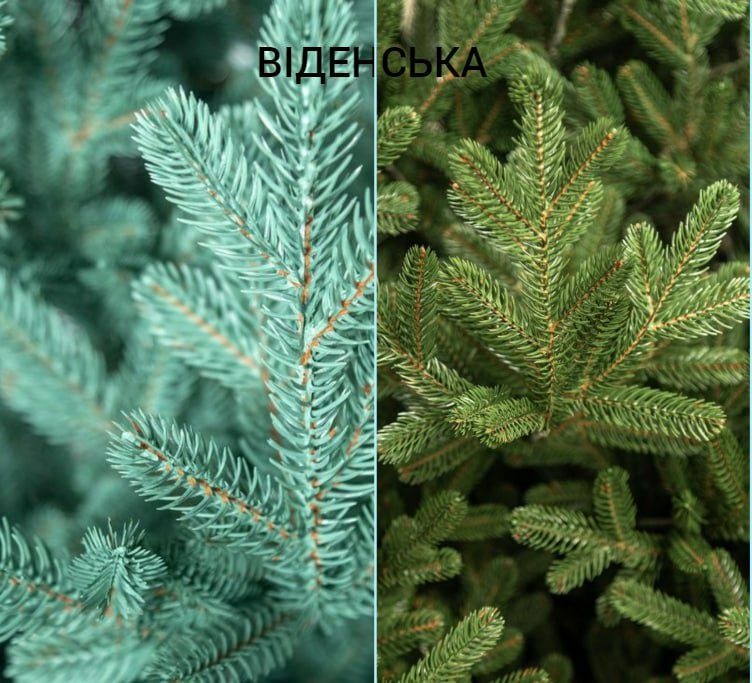 Ялинка штучна Віденська  зелена, блакитна