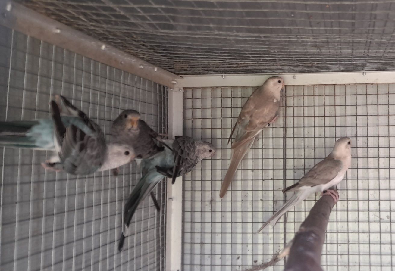 Red rumped linha azul 025