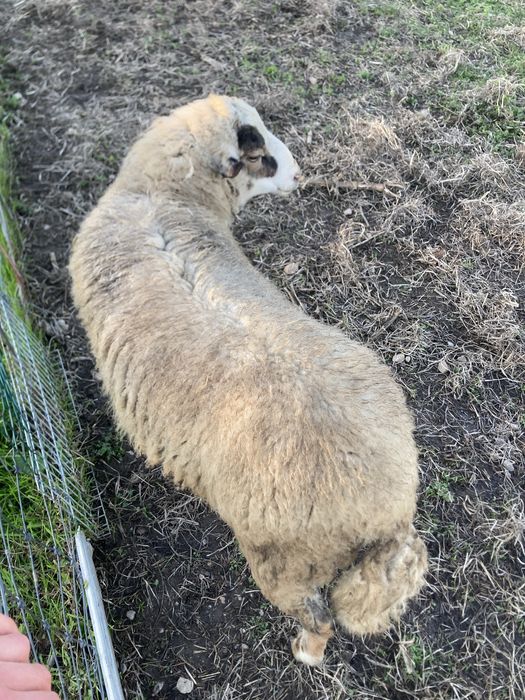 Cordeiro (com menos de 1 ano)