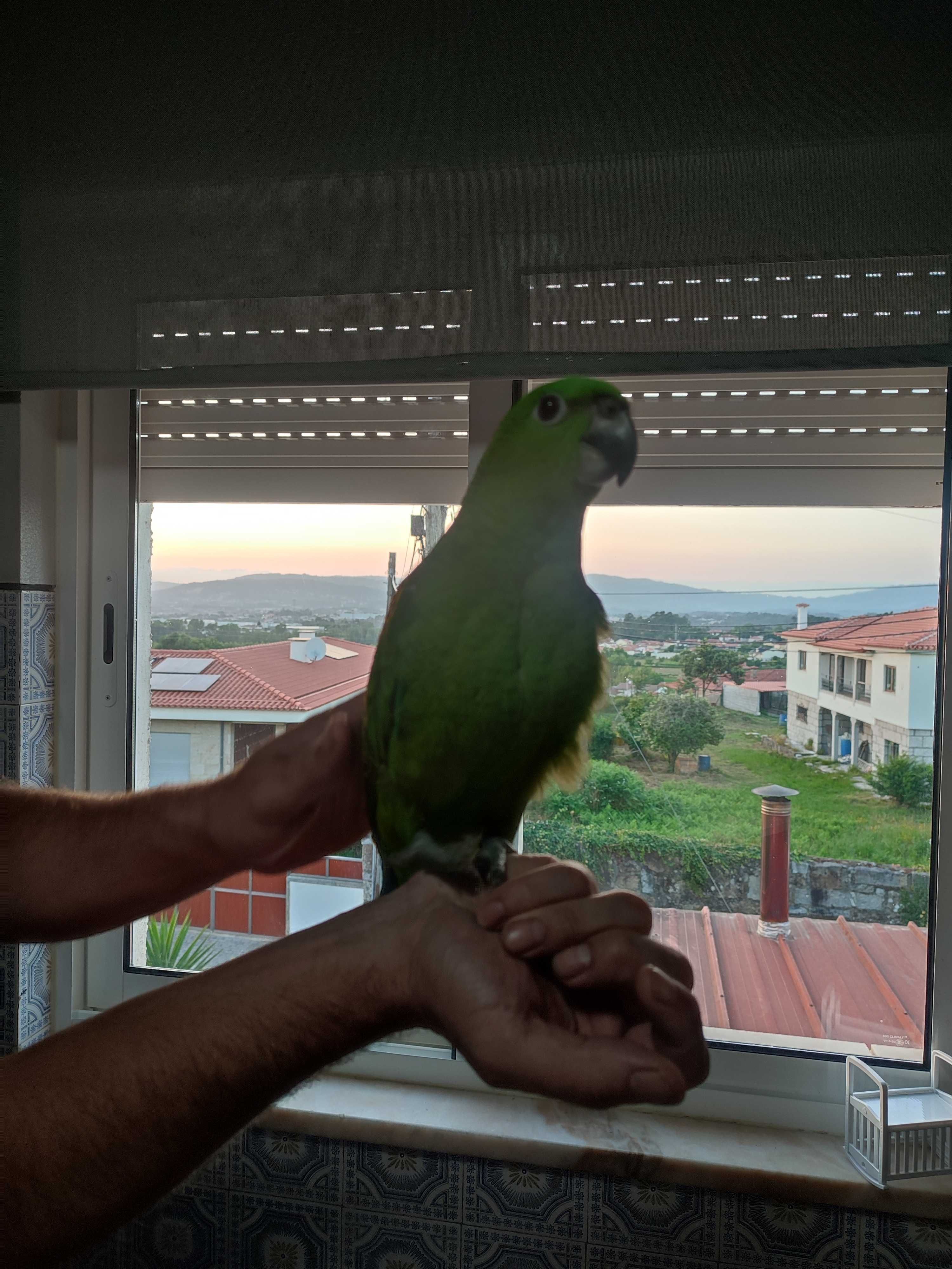 Papagaio auropaliata