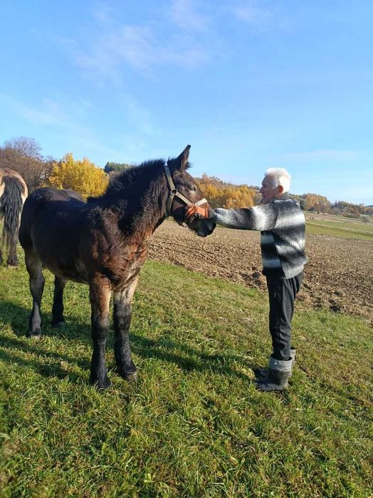 Źrebaki do sprzedania