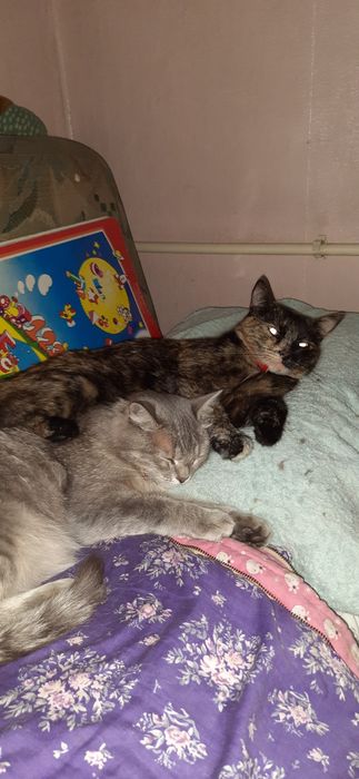 Помогите найти кошек