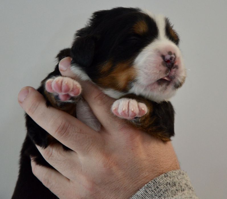 Berneński Pies Pasterski