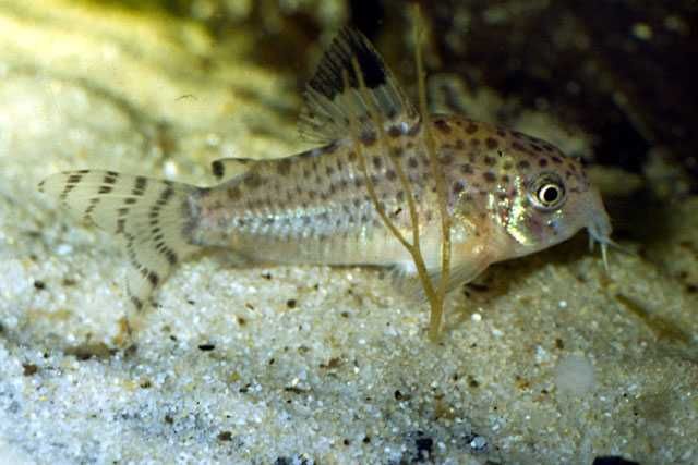 Kirysek punktowany - Corydoras punctatus - Kirys - dowóz, wysyłka