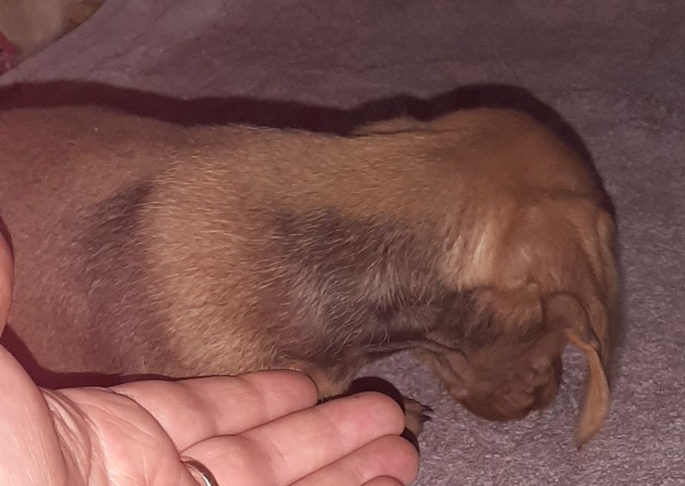 Продам цуценята такси