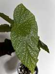 Varias plantas e begonias