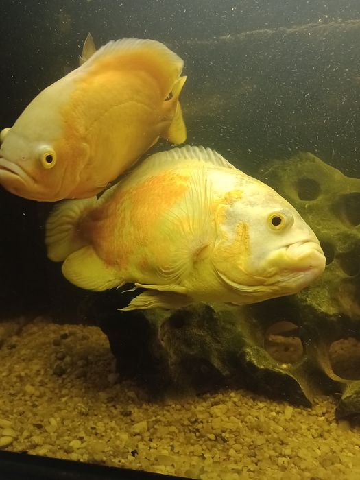 Pielęgnice pawiookie dobrana para.