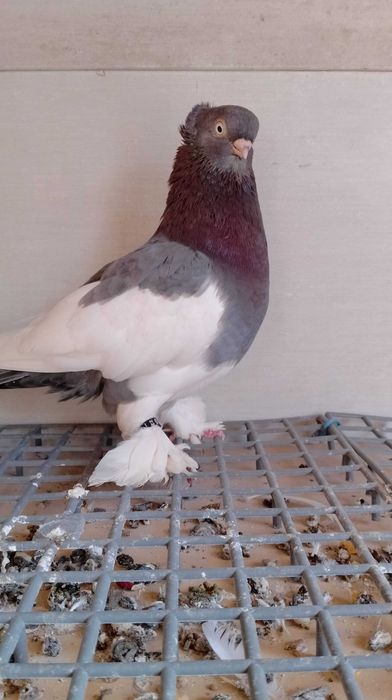 Sroczka Polska niebieska