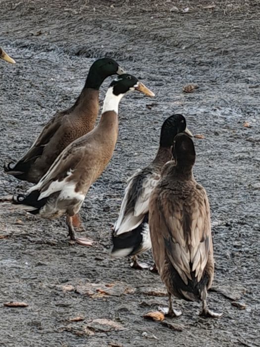 Biegusy zmienią dom