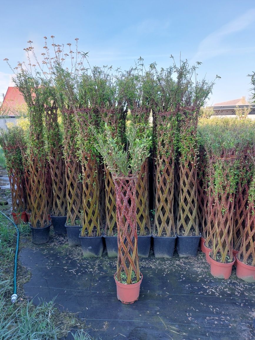 Wyprzedaż! Wierzba pleciona American salix 110!