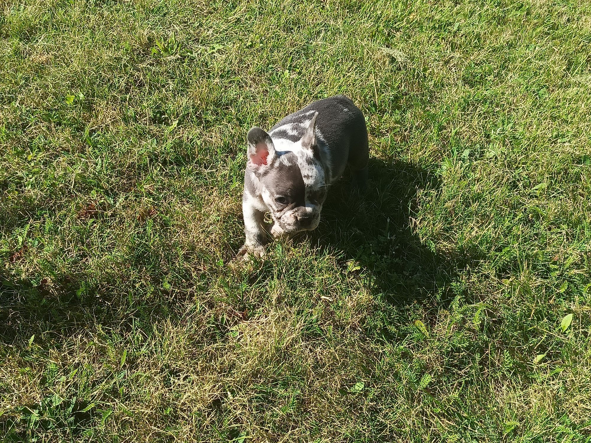 Buldog francuski piesek