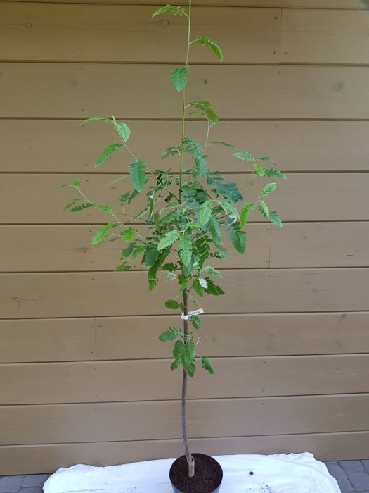 Sorbus ×thuringiaca 'Fastigiata' jarząb turyngski 'Fastigiata'