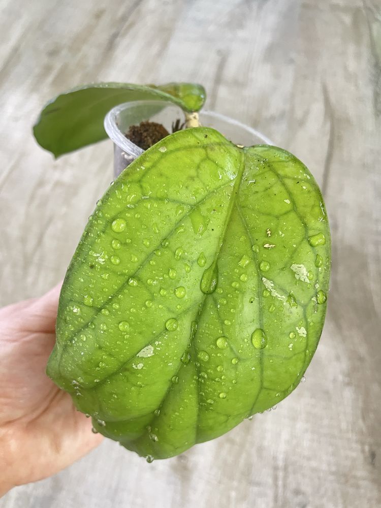 Hoya Previously Vitellinoides