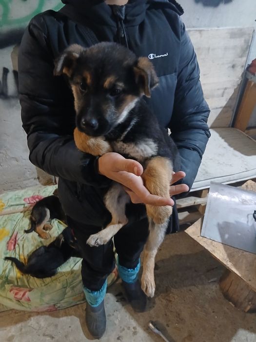 Відаю безплатно забагато