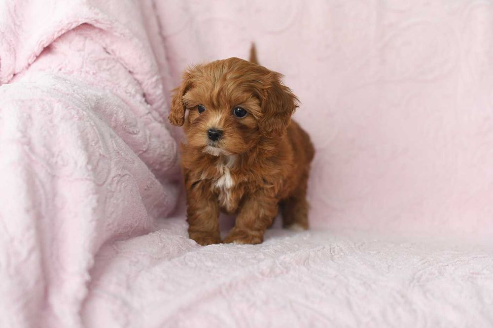 Maltipoo-cudowna suczka
