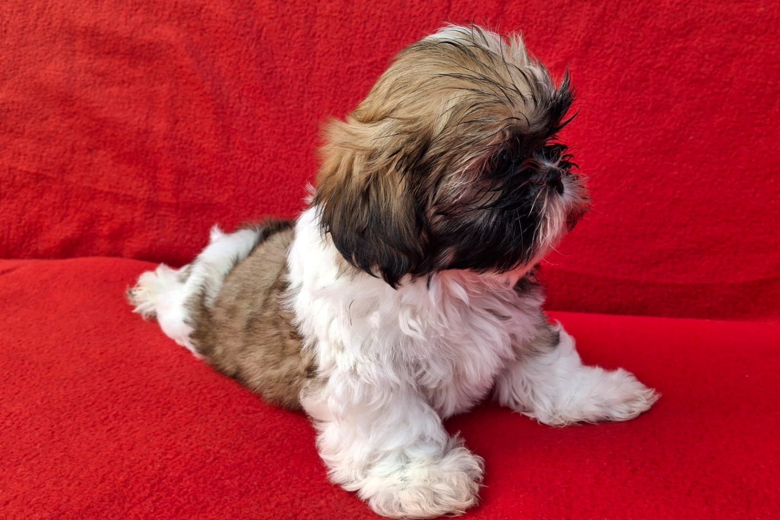Piesek Shih-Tzu Gotowy do odbioru