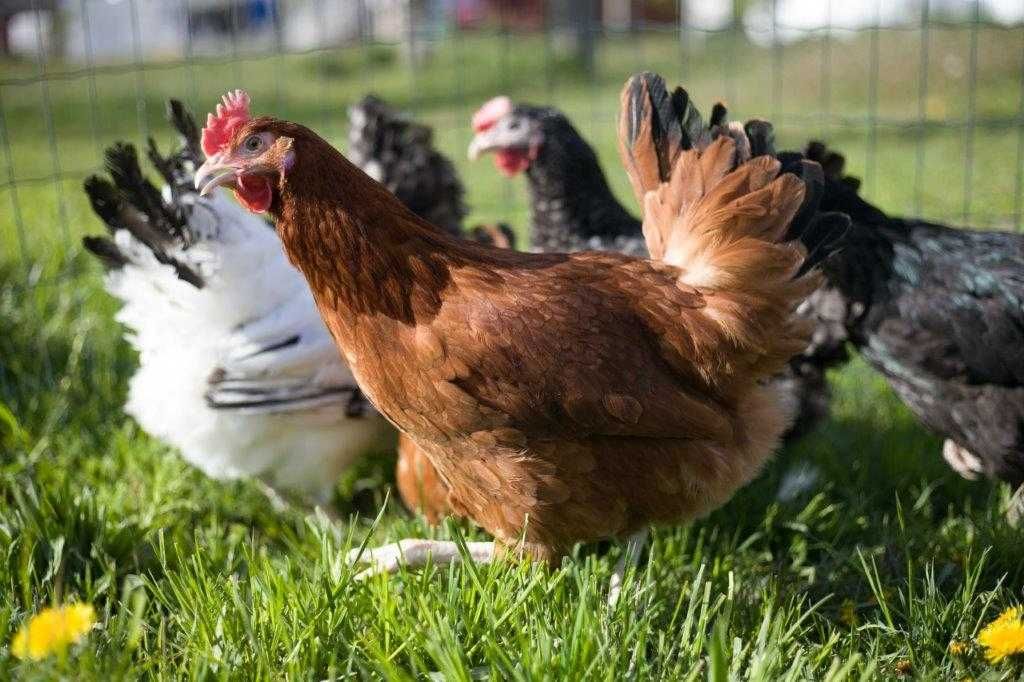 Kurki nioski Rosa odchowane z pierwszym jajkiem