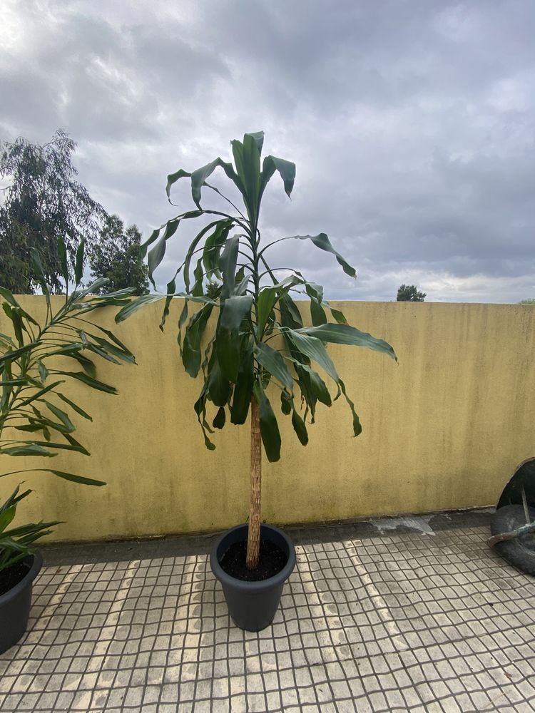 Dracaenas planta interior