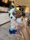 Cavalier King Charles Spaniel  piesek