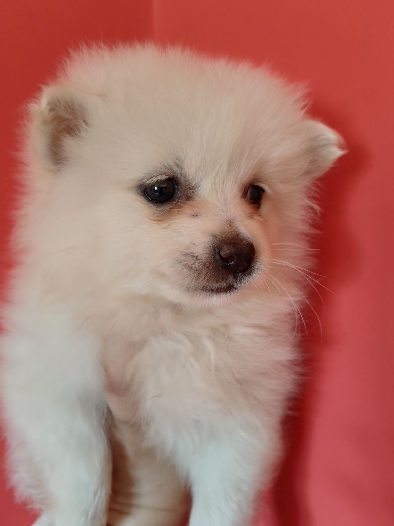Spitz alemão menina